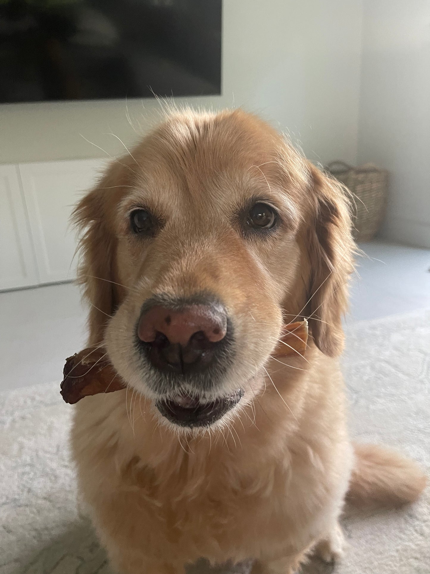 6" Jumbo Bully Sticks