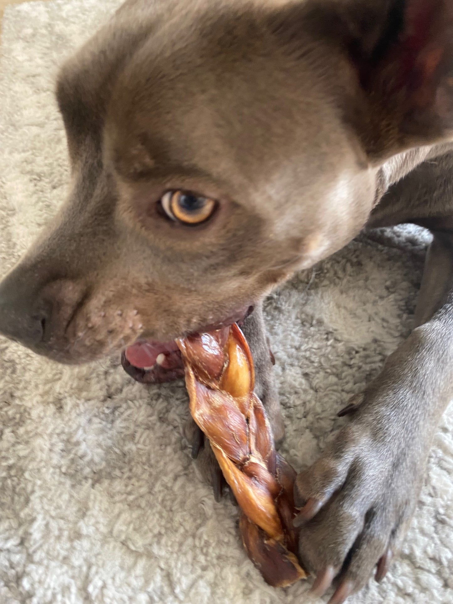 6" Standard Braided Bully Stick